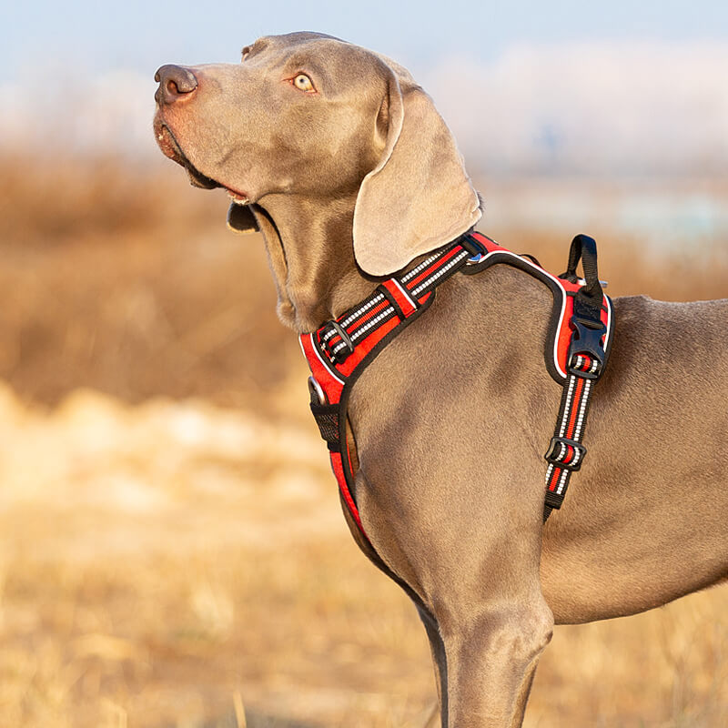 Truelove Shop : Des Harnais pour Chiens Alliant Qualité, Confort et Écoresponsabilité *Partenaire*