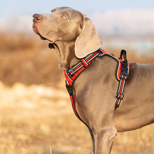 Truelove Shop : Des Harnais pour Chiens Alliant Qualité, Confort et Écoresponsabilité *Partenaire*